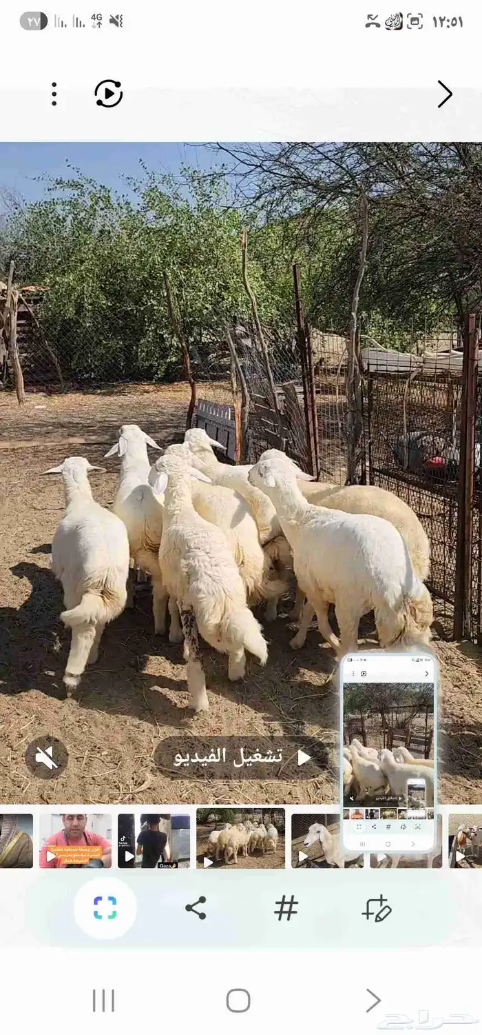 طليان العدد 7 مقفله شحم ماشاء الله تبارك الله 8