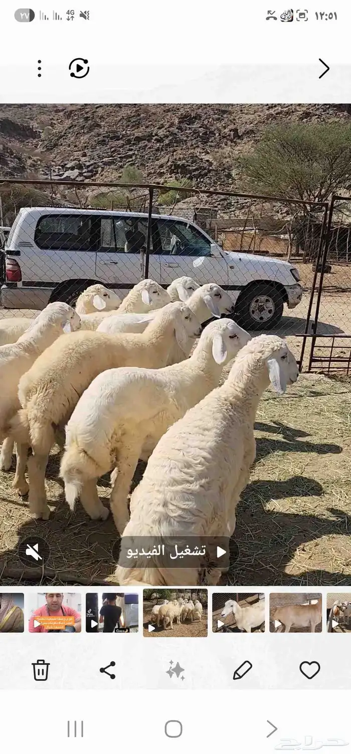 طليان العدد 7 مقفله شحم ماشاء الله تبارك الله 6