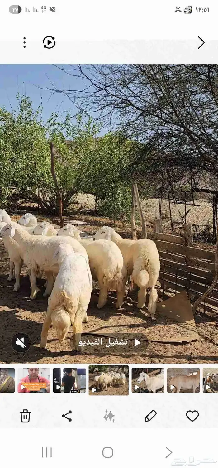 طليان العدد 7 مقفله شحم ماشاء الله تبارك الله 1