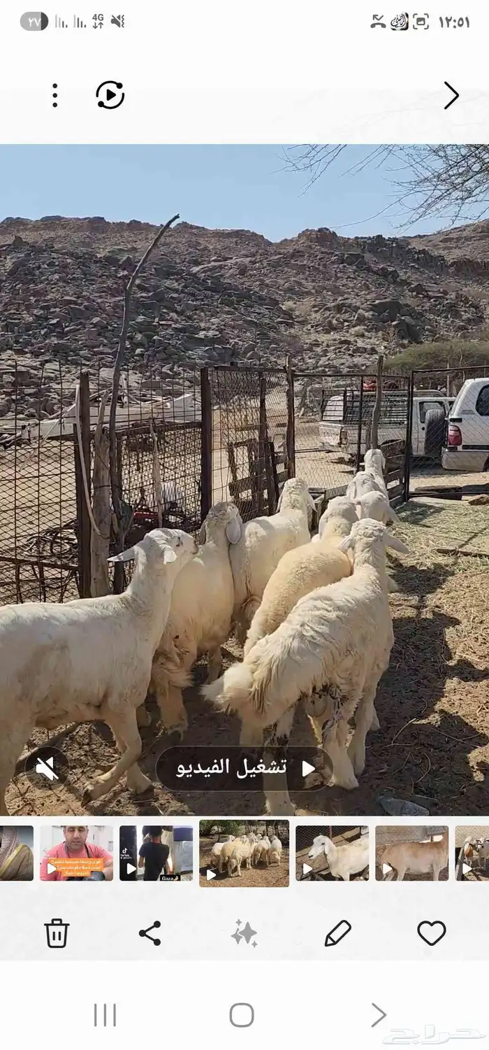 طليان العدد 7 مقفله شحم ماشاء الله تبارك الله 2