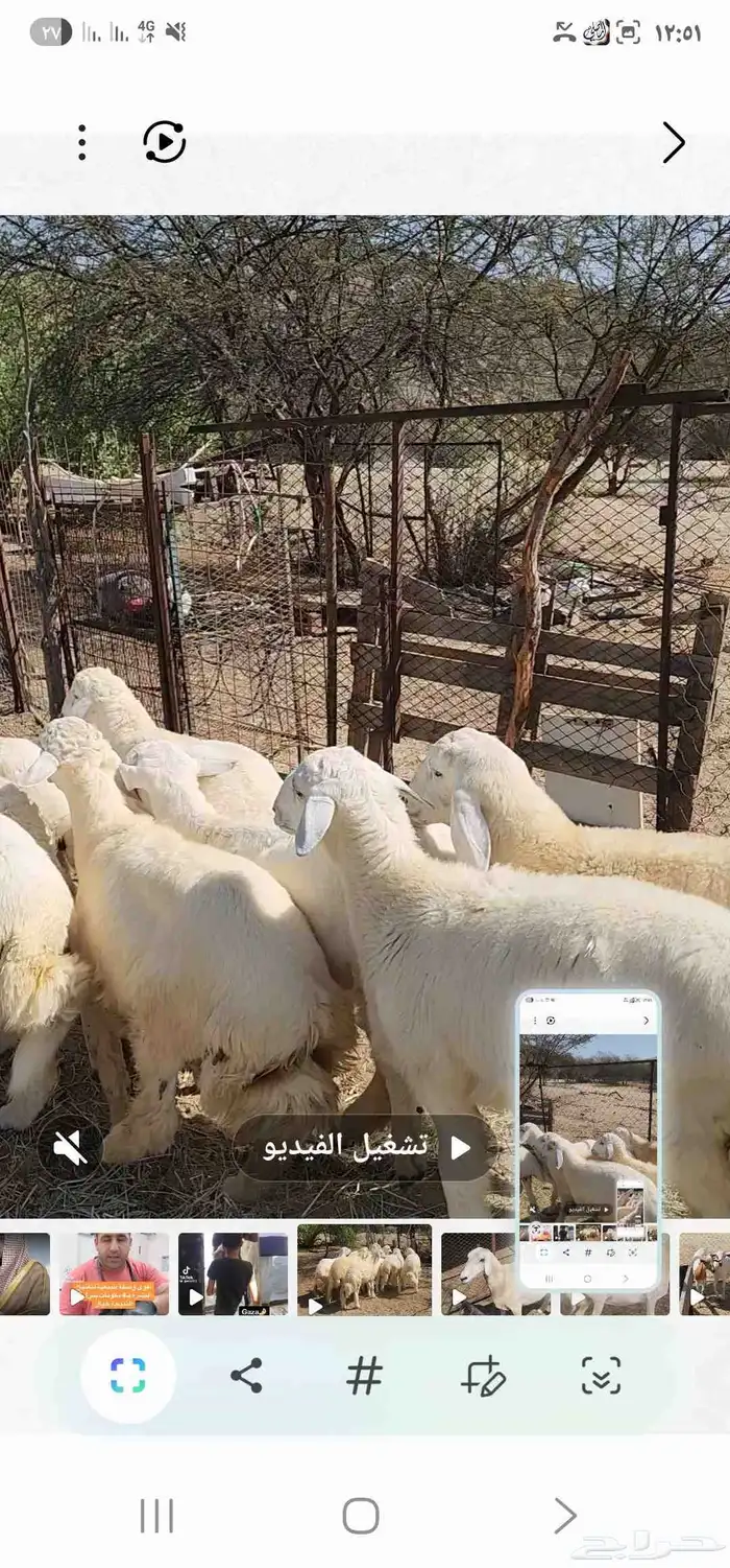 طليان العدد 7 مقفله شحم ماشاء الله تبارك الله 7