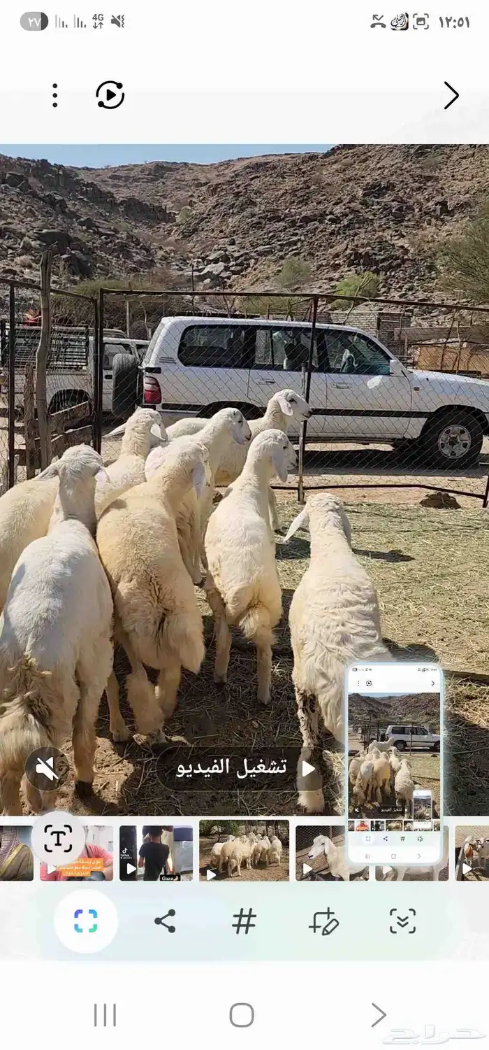 طليان العدد 7 مقفله شحم ماشاء الله تبارك الله 3