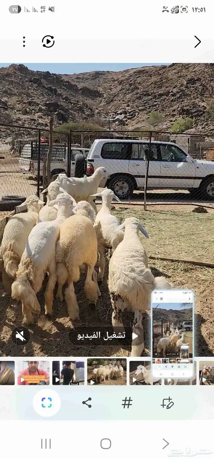 طليان العدد 7 مقفله شحم ماشاء الله تبارك الله 4