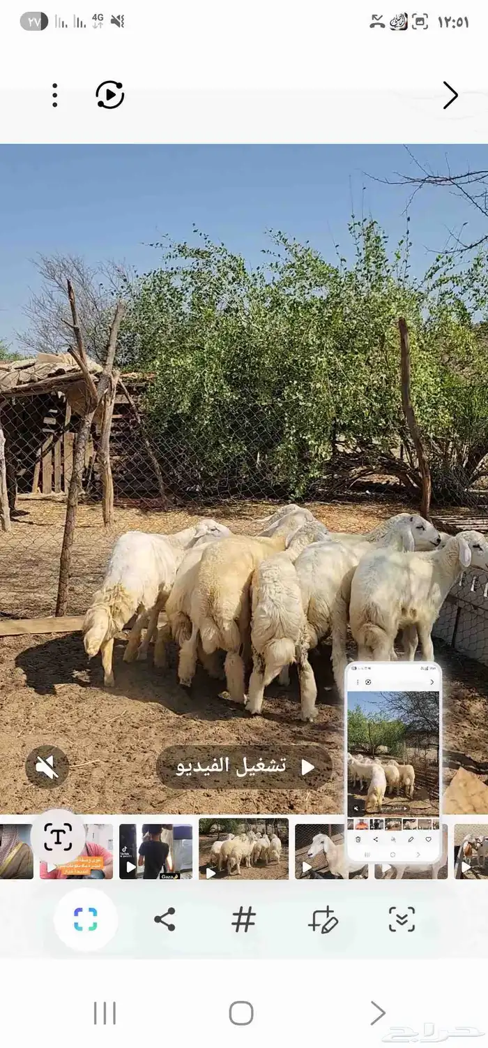 طليان العدد 7 مقفله شحم ماشاء الله تبارك الله 0