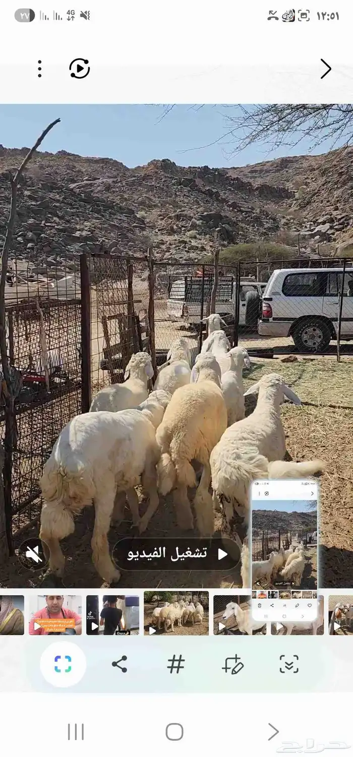 طليان العدد 7 مقفله شحم ماشاء الله تبارك الله 5