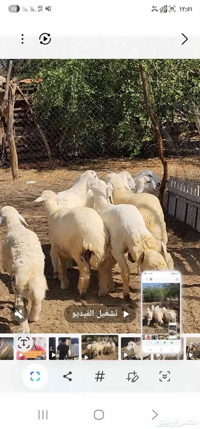 طليان العدد 7 مقفله شحم ماشاء الله تبارك الله 9