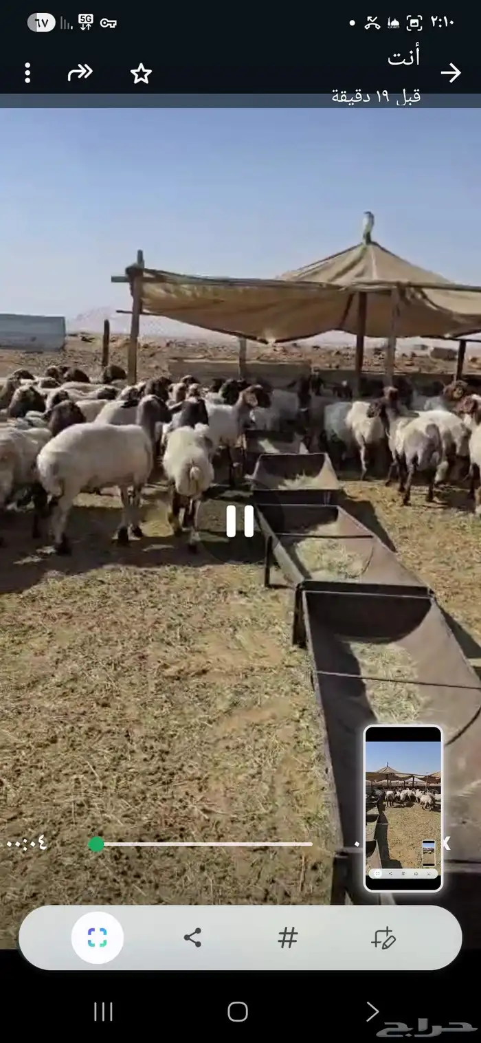 غنم نعيم مراح واحد 192 5