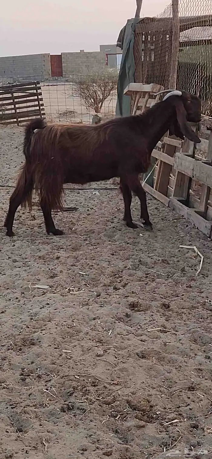 معزا شاميات فواخر 1