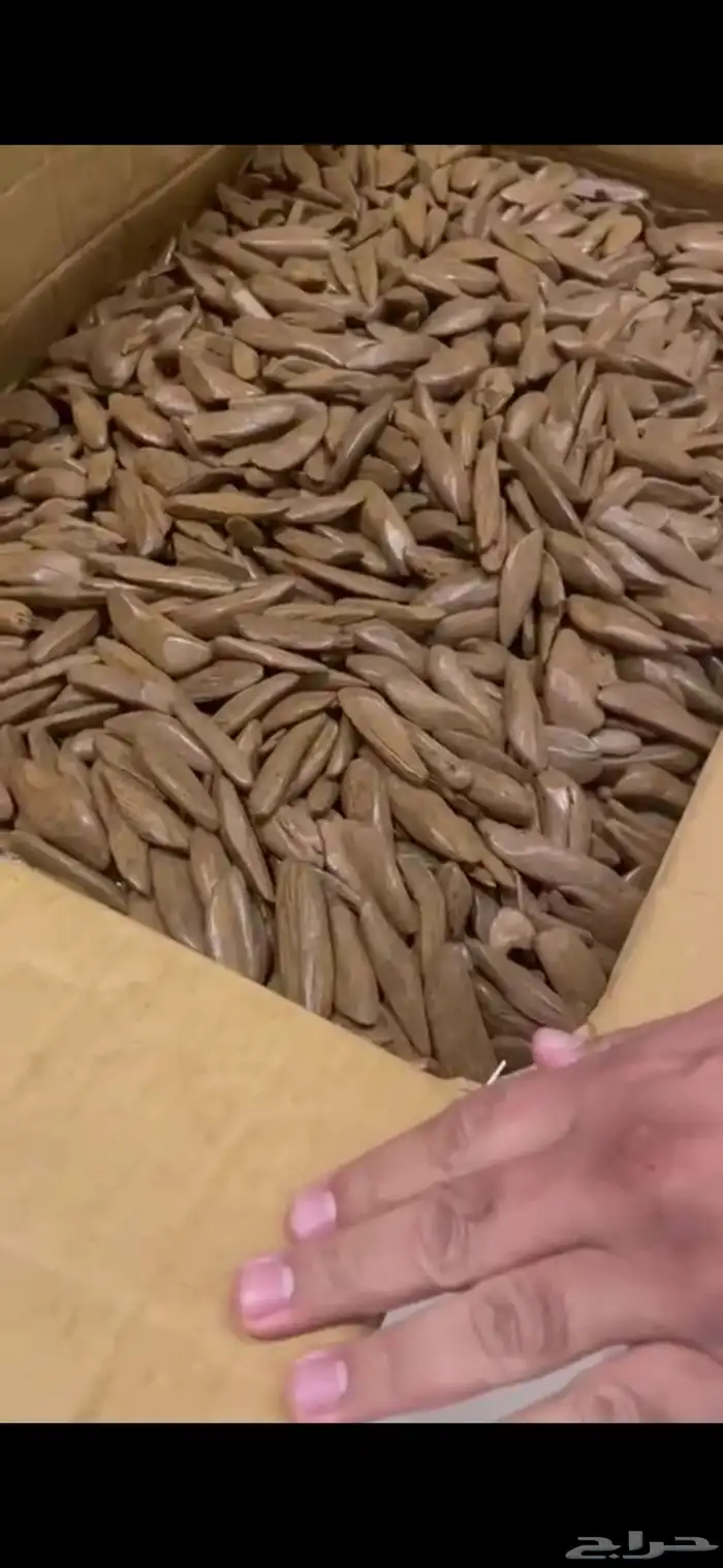 عود موروكي محسن فاخر روعة 2