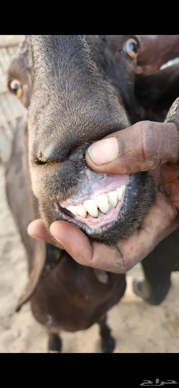 معزا شاميات فواخر 5