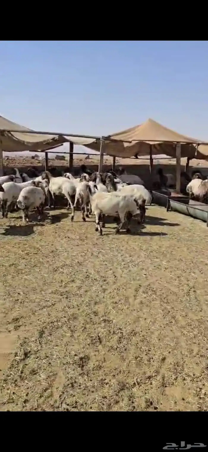 غنم نعيم مراح واحد 192 7