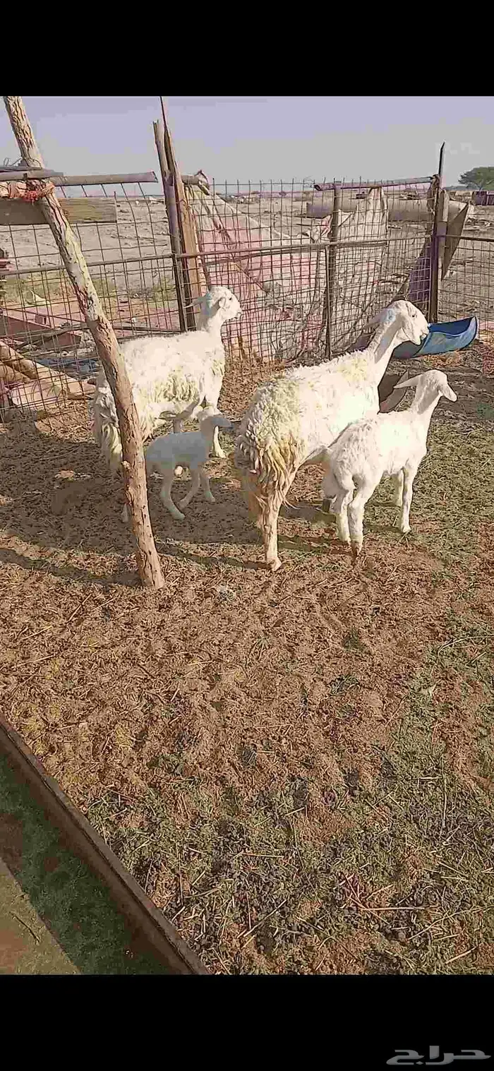 حريات خلفات 2 0