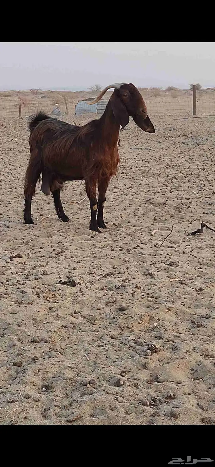 معزا شاميات فواخر 7