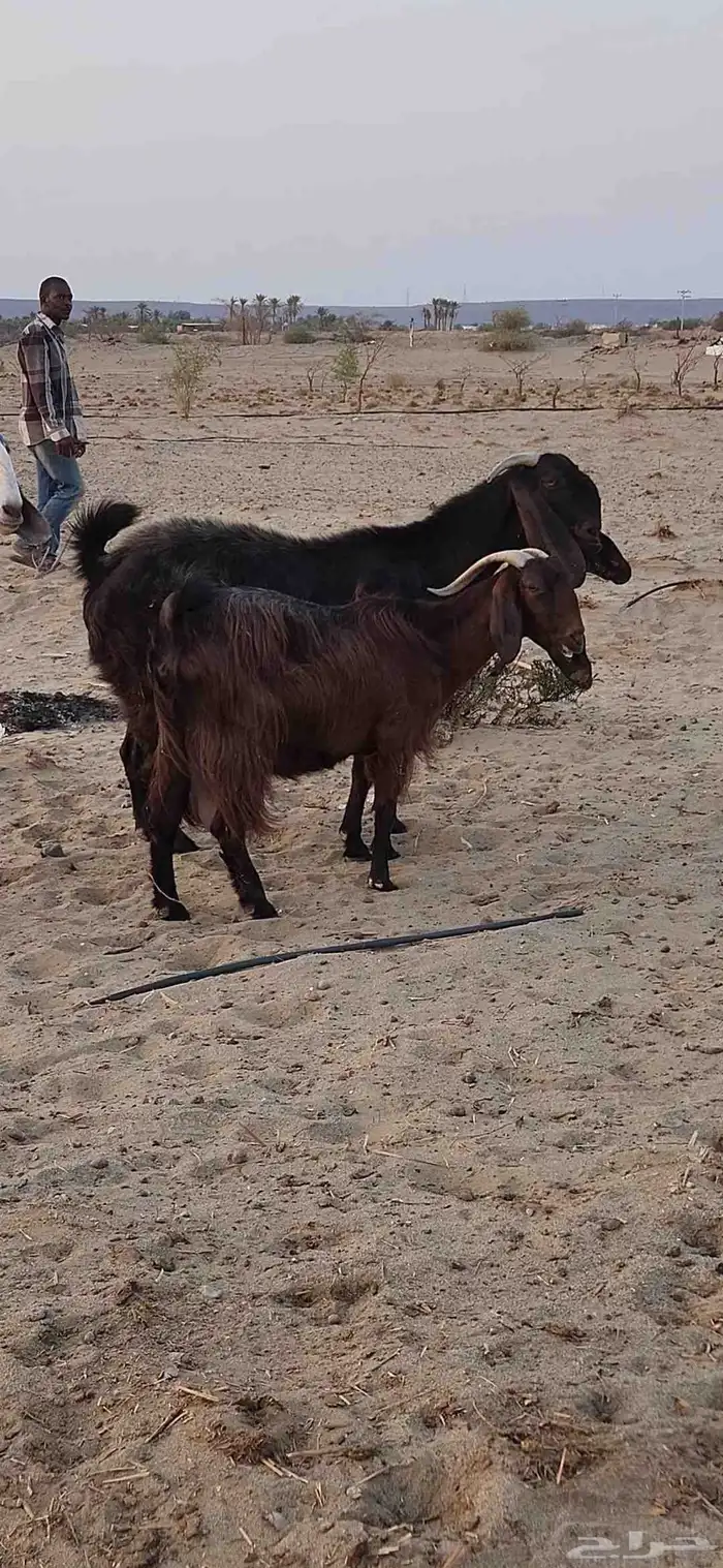 معزا شاميات فواخر 8