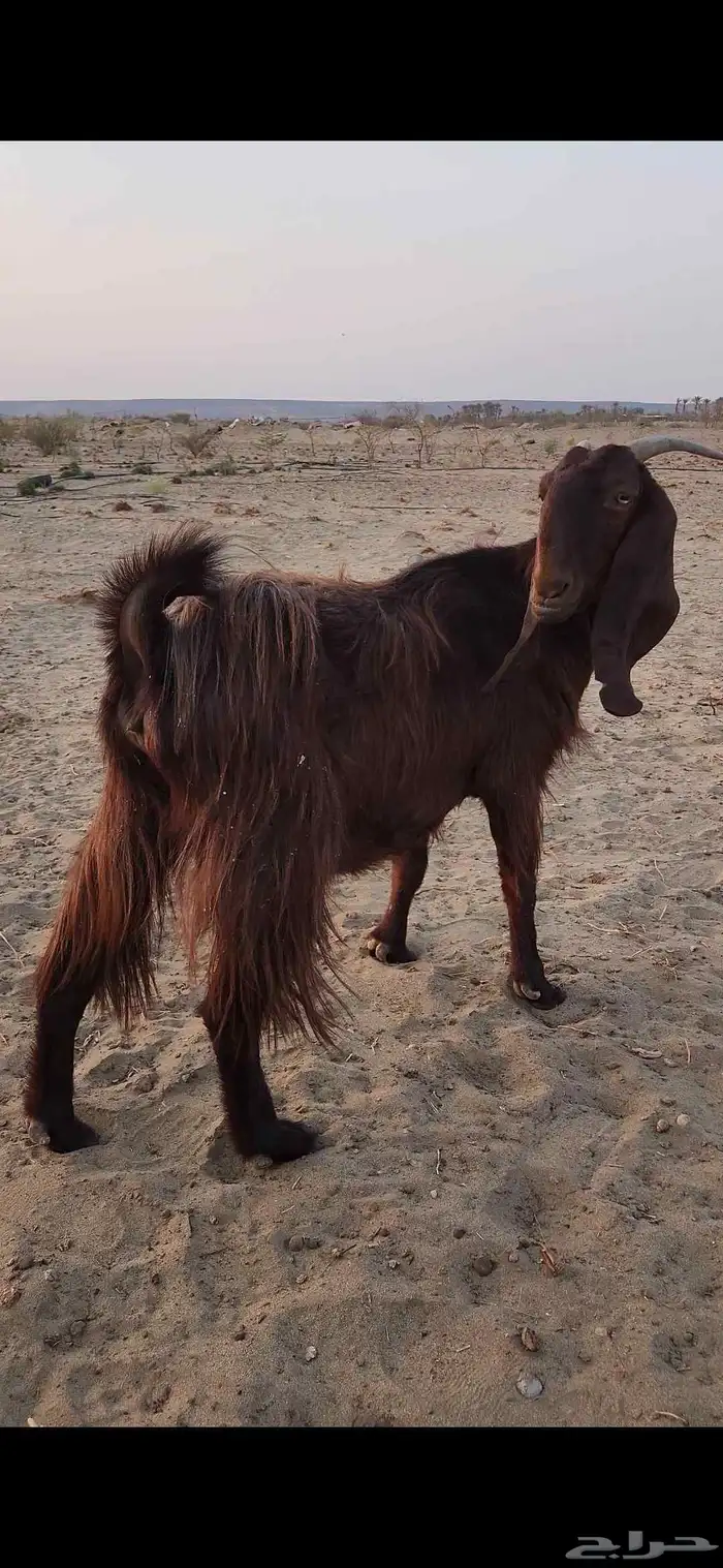 معزا شاميات فواخر 9