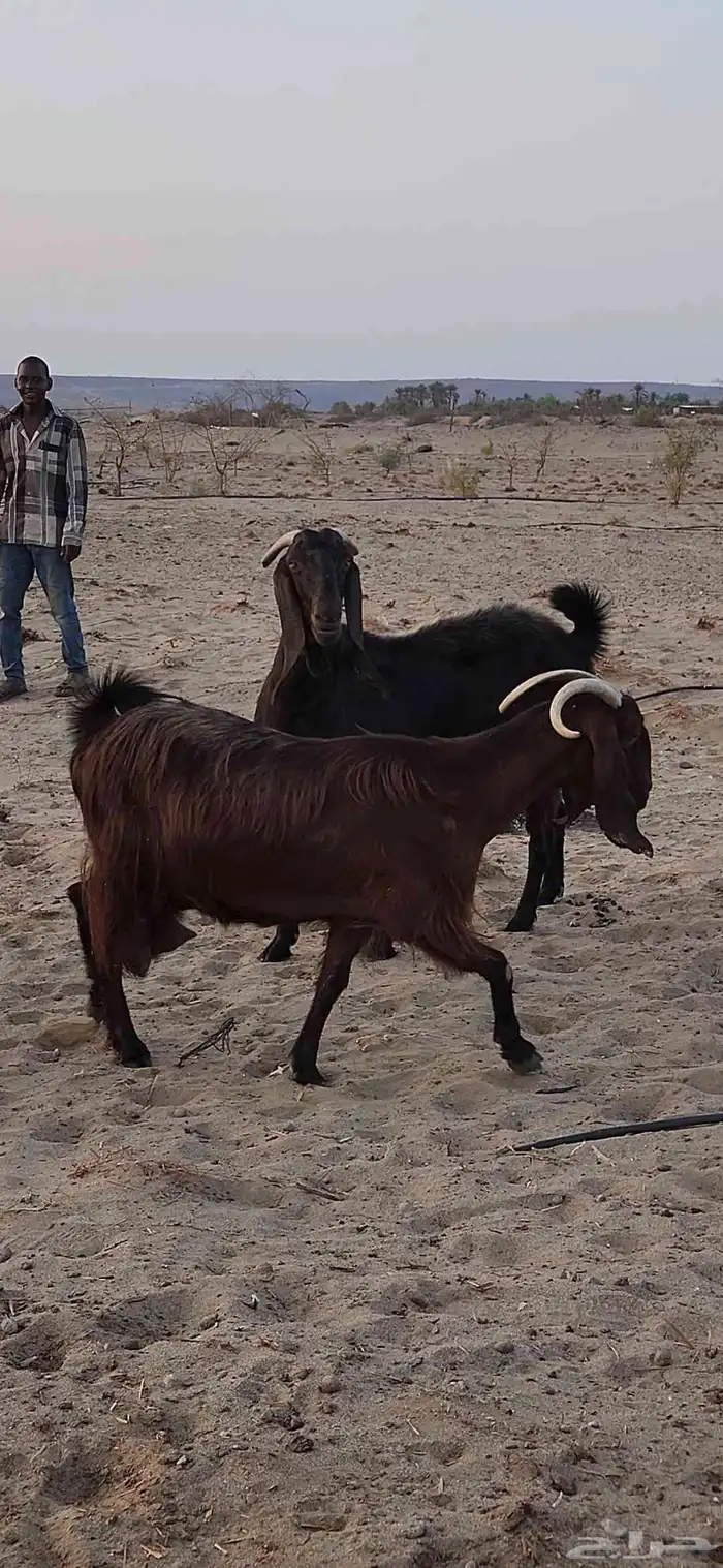 معزا شاميات فواخر 3