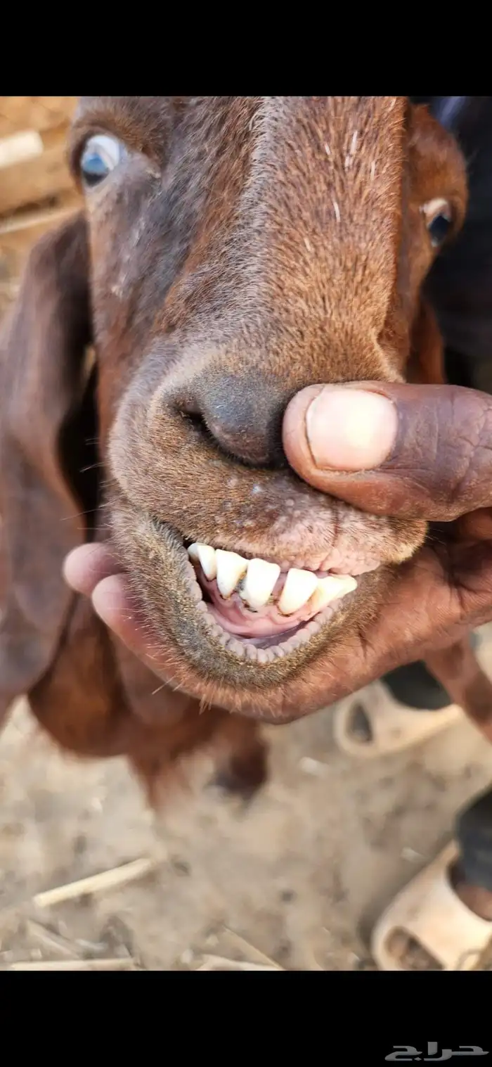 معزا شاميات فواخر 6