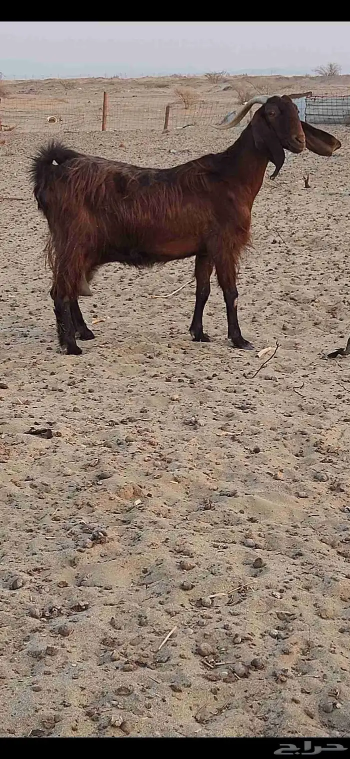 معزا شاميات فواخر 2