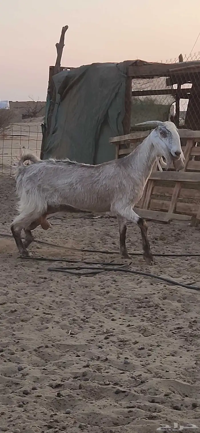 معزا شاميات فواخر 4