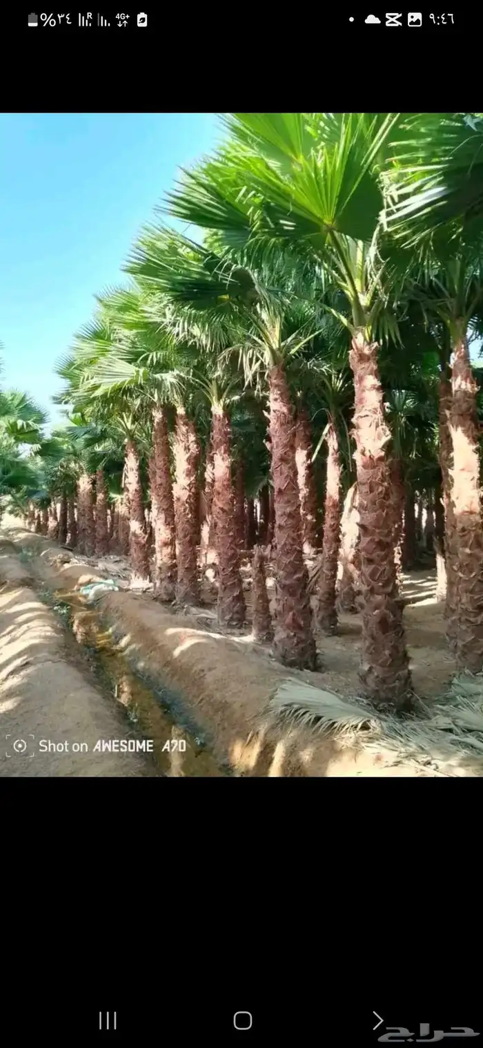 مقاول شبوك ونخيل 2