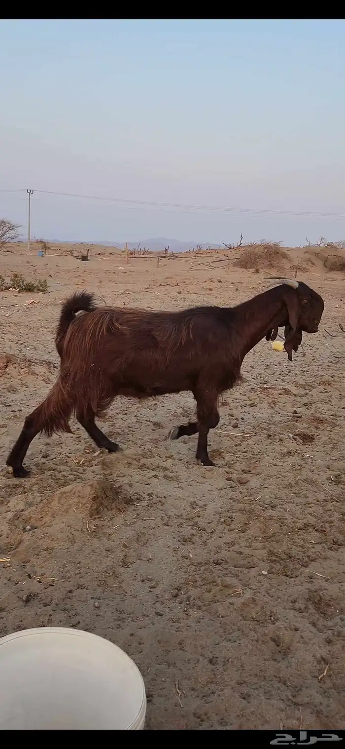 معزا شاميات فواخر 0