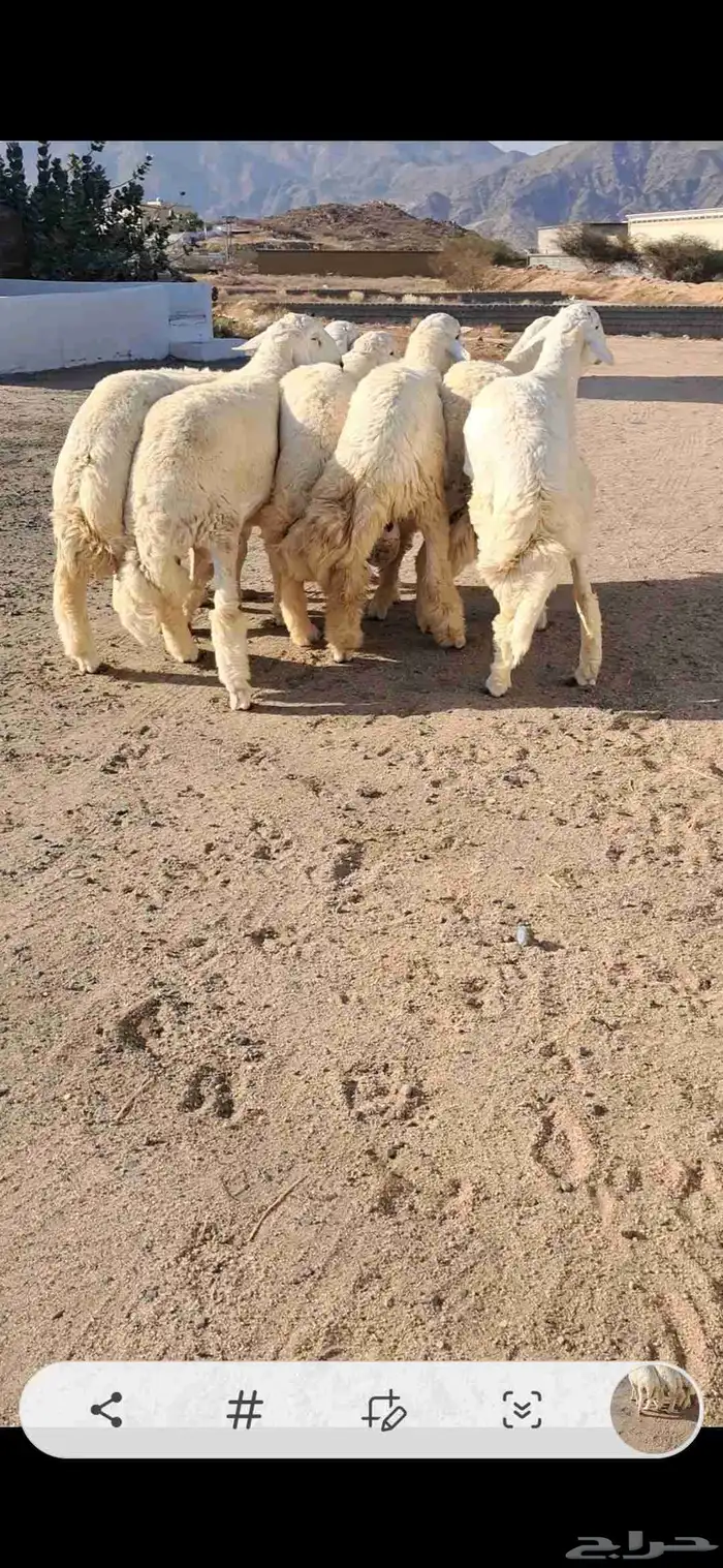 للبيع طليان جبره وفل شحم 2