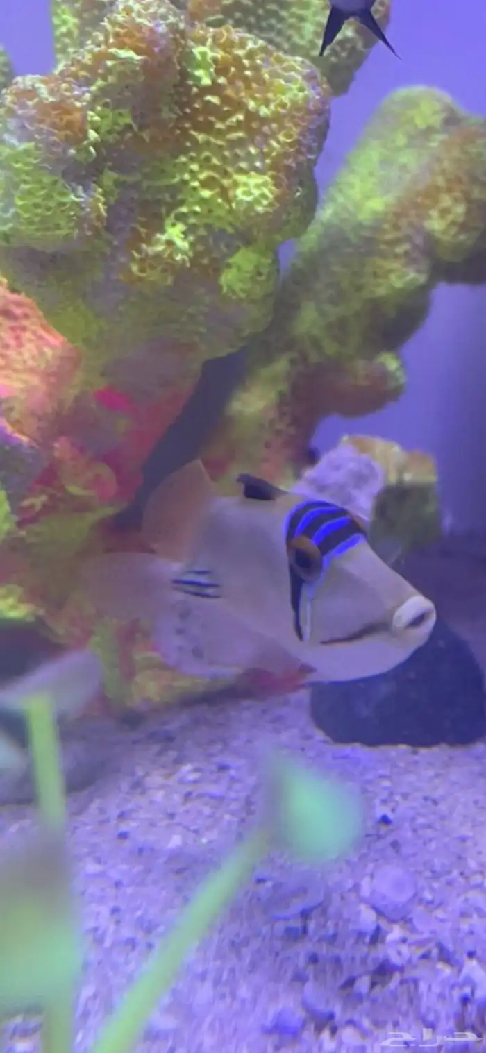 جده حي الثغر 14