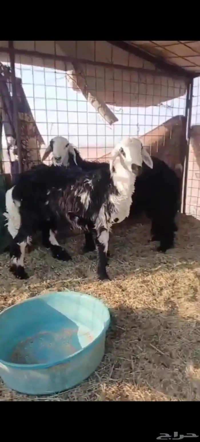 طليان للبيع 1