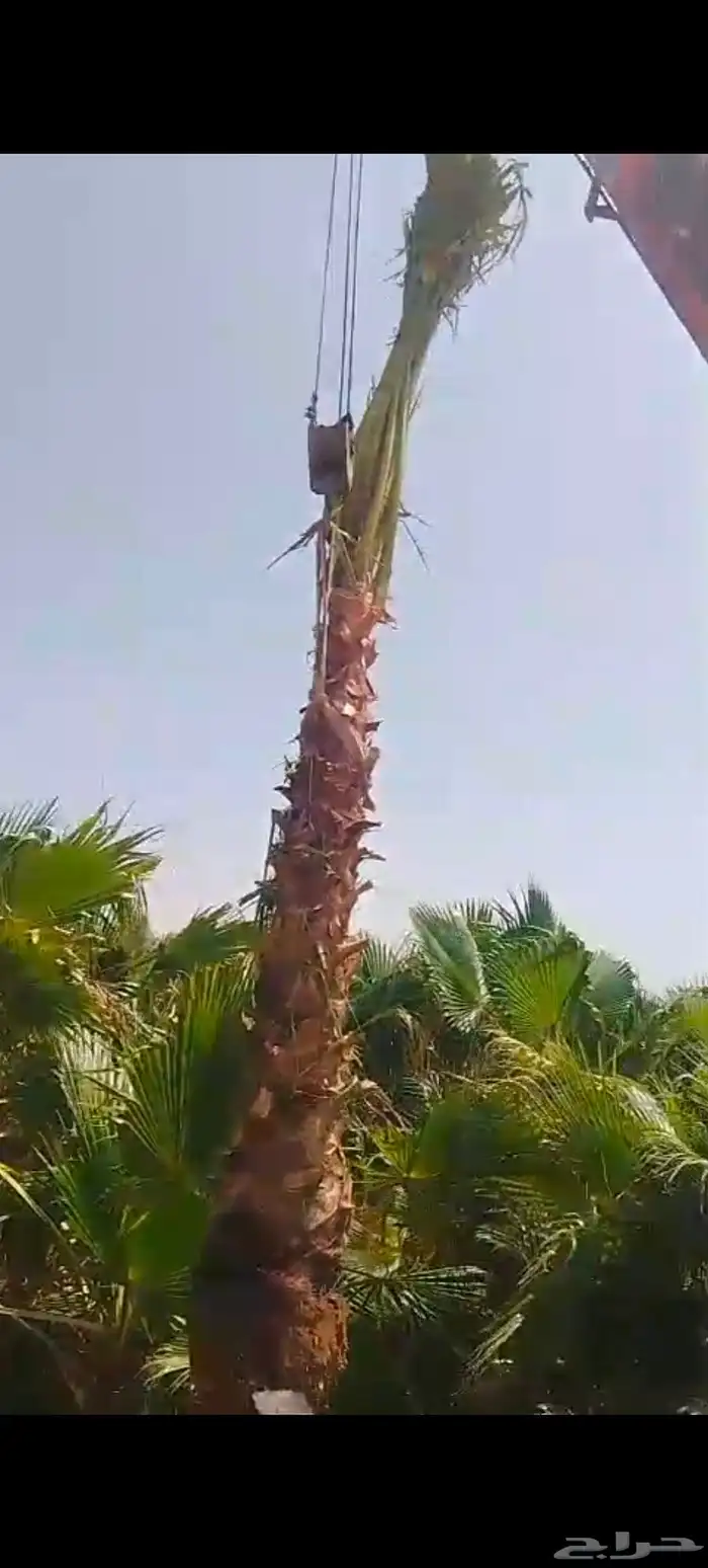 توريد وزراعه نخيل واشنطني وعربي بجميع المقاسات وأشجارالزبتون 2