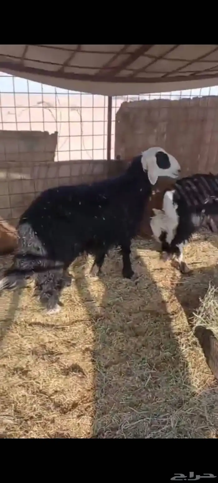 طليان للبيع 0