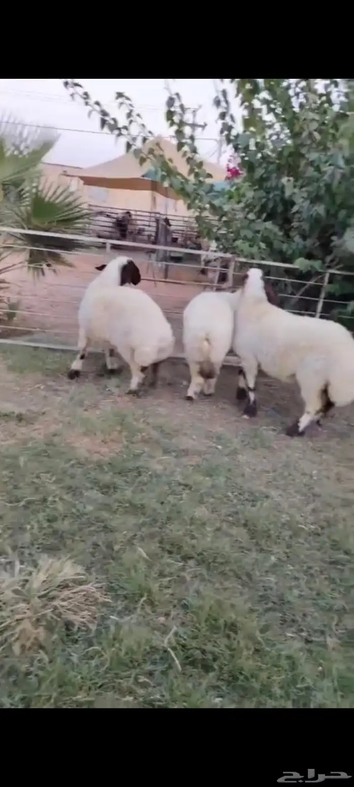 للبيع 3 ثنوات نعيم منوة القناي 1