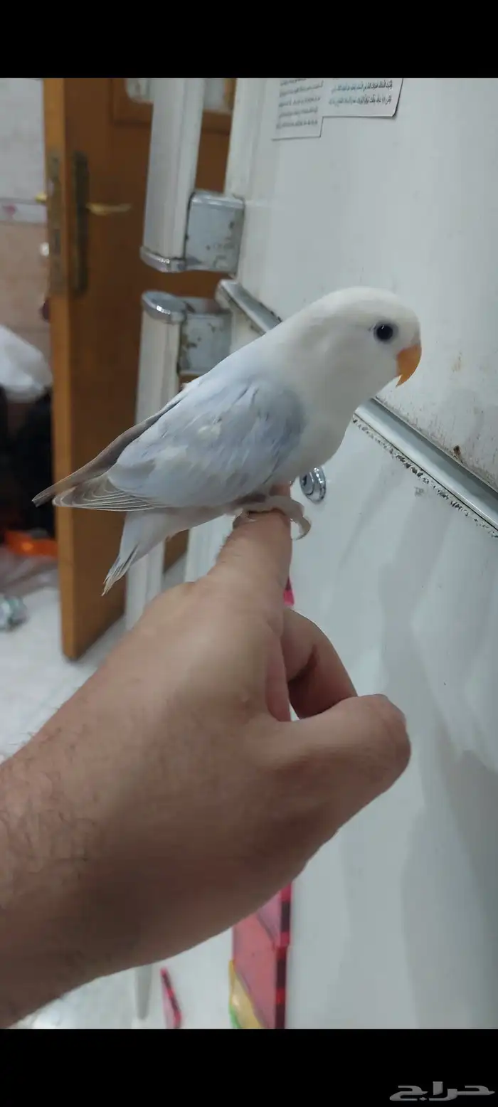 روز اليف مره 1