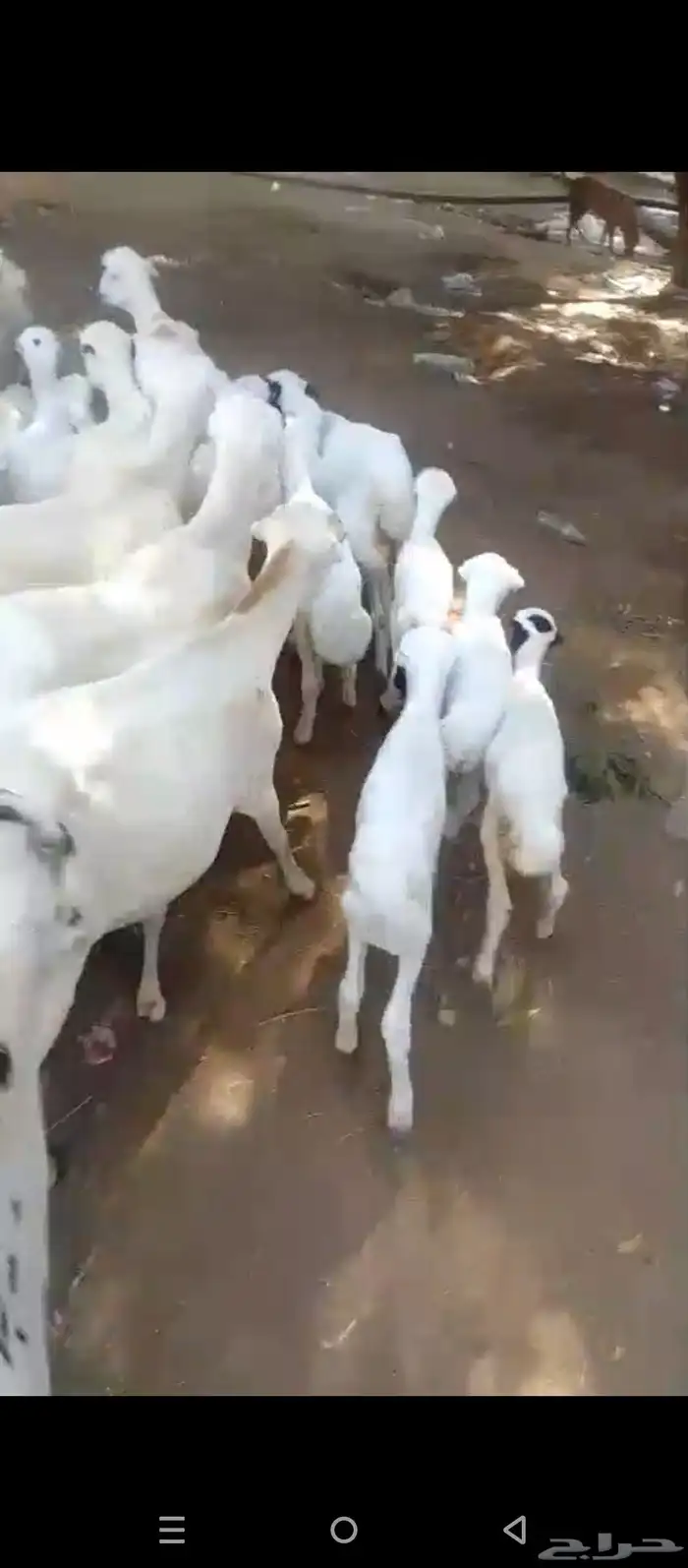 ضان رفيدي مولدات العدد 30 وتبع 30 0