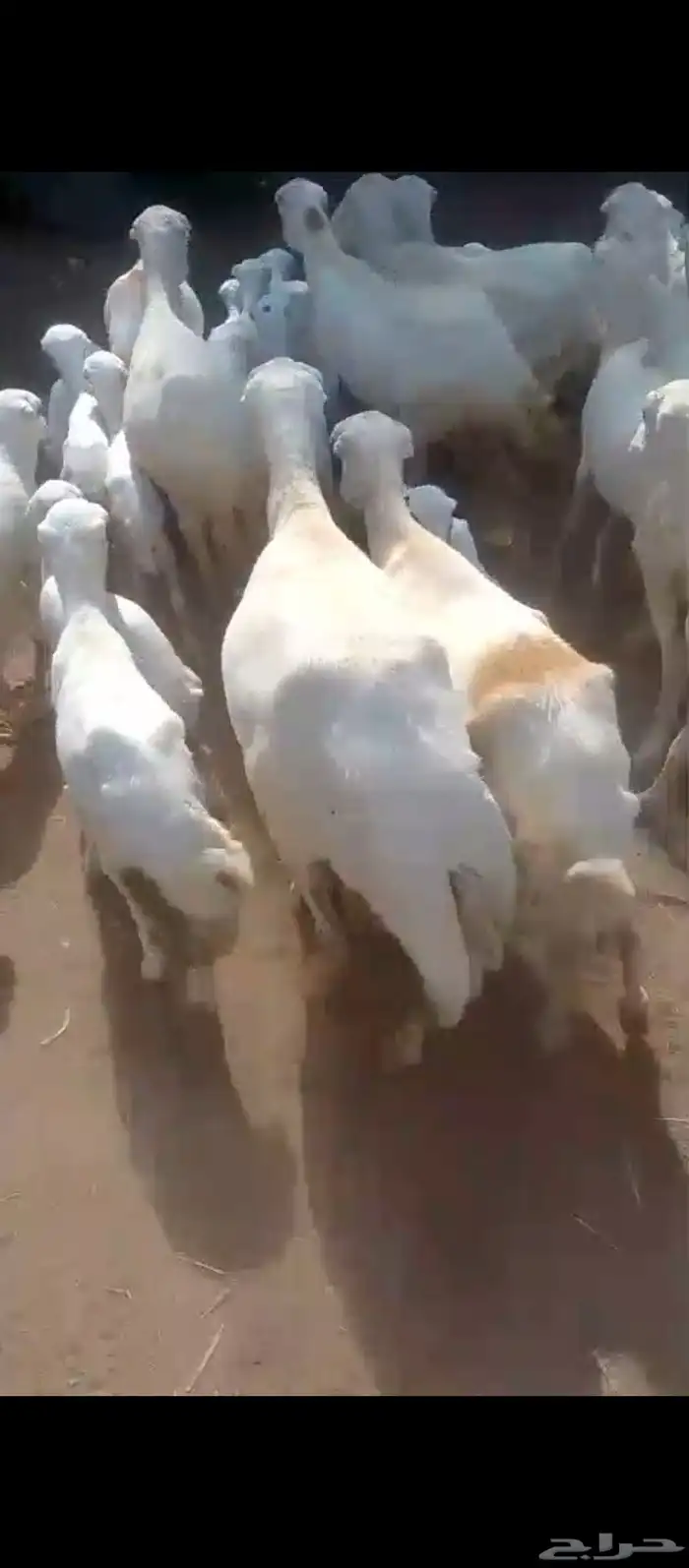 ضان رفيدي مولدات العدد 30 وتبع 30 2