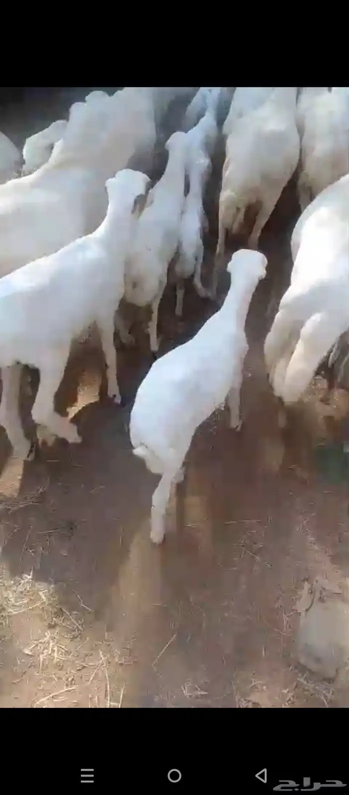 ضان رفيدي مولدات العدد 30 وتبع 30 1