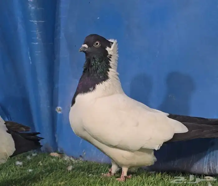 جوز ارباش مستوى تم البيع 7