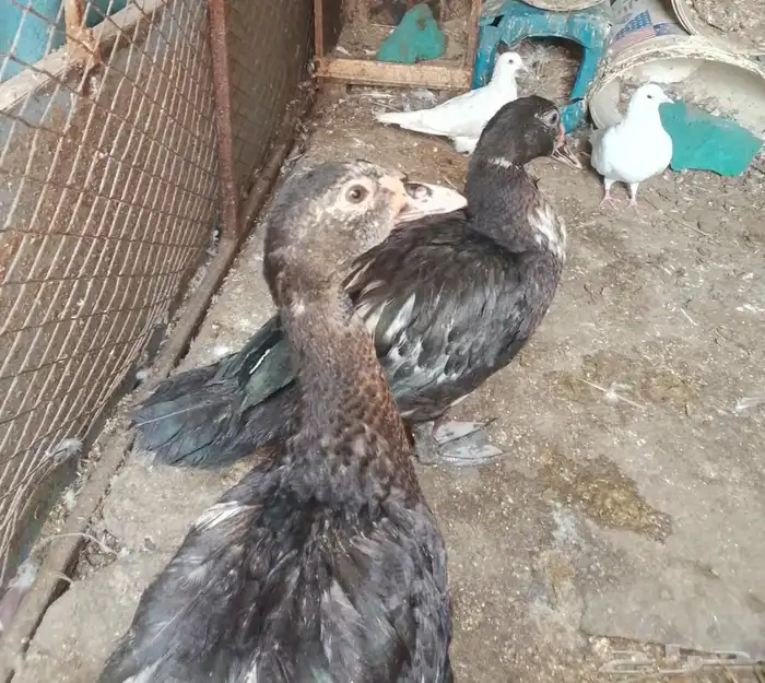 فروخ بط مصري للبيع 1