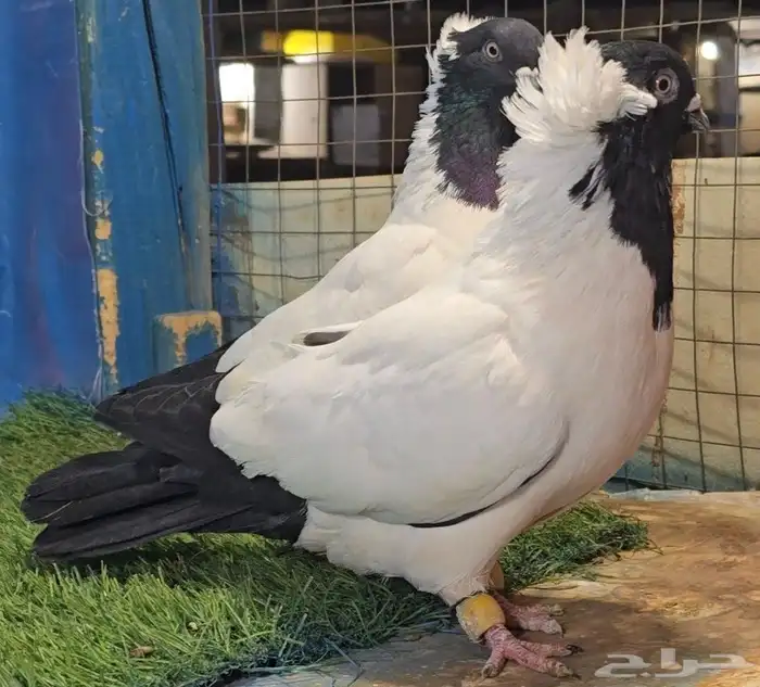 جوز ارباش مستوى تم البيع 3