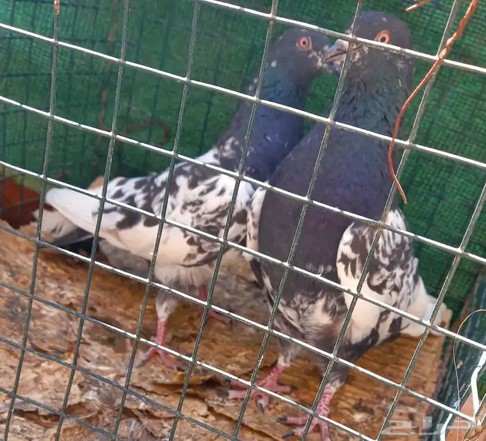 حمام باكستاني رامات 4