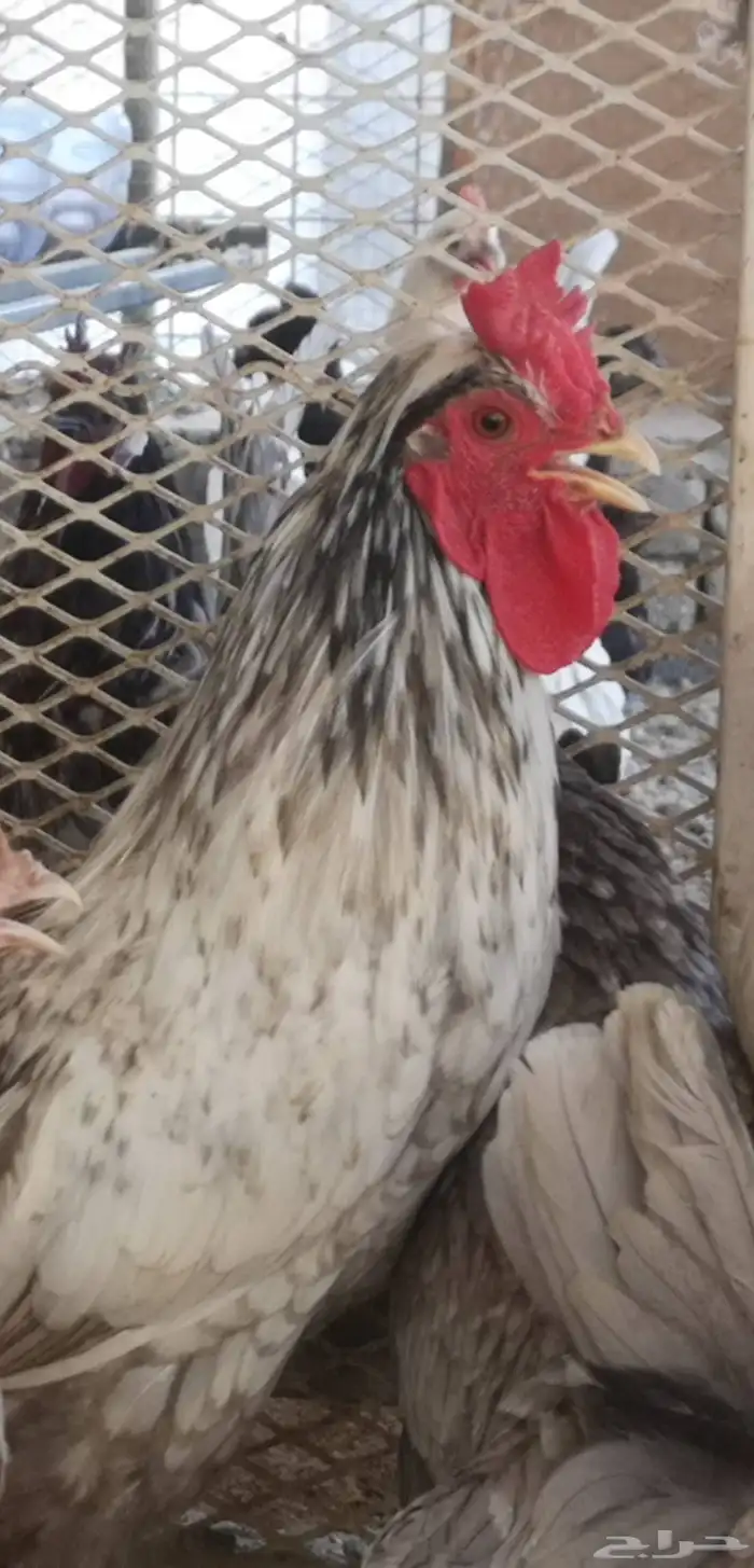 ديوك عربي شباب 16