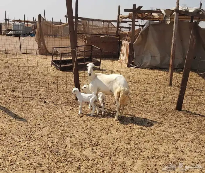 رخل الرفيديه فاخره تحتها اثنين 1