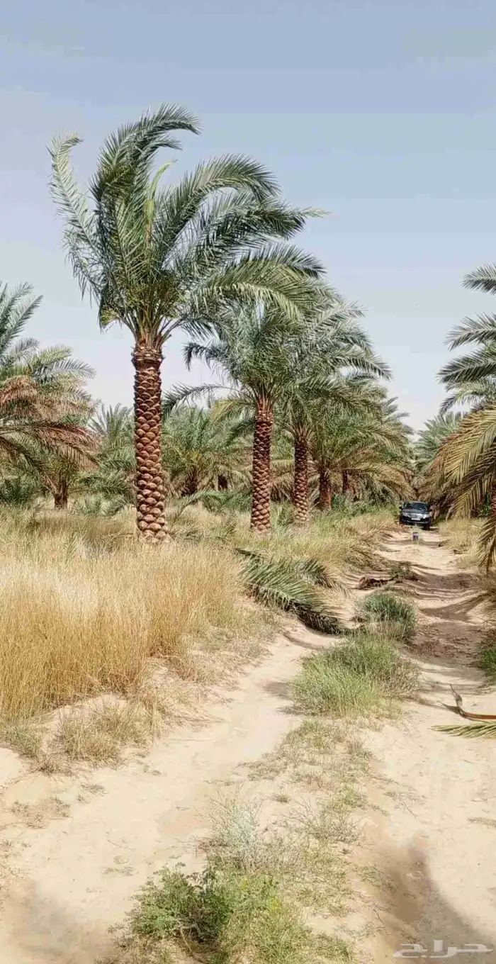 نخل عربي ونخل وشنطني بجميع الأنواع وزرعه والقلع 7