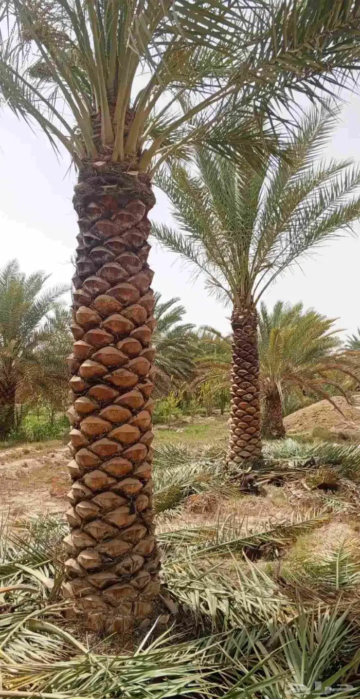 نخل عربي ونخل وشنطني بجميع الأنواع وزرعه والقلع 5