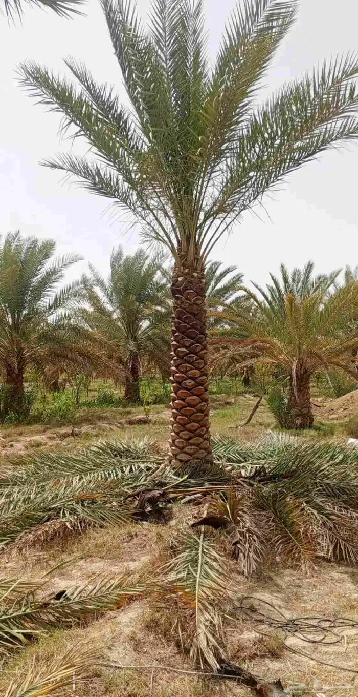 نخل عربي ونخل وشنطني بجميع الأنواع وزرعه والقلع 0