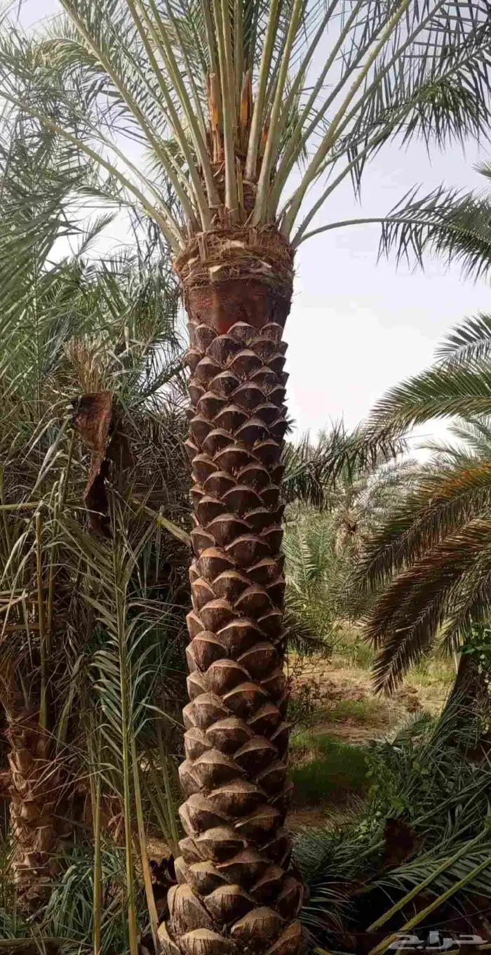 نخل عربي ونخل وشنطني بجميع الأنواع وزرعه والقلع 2