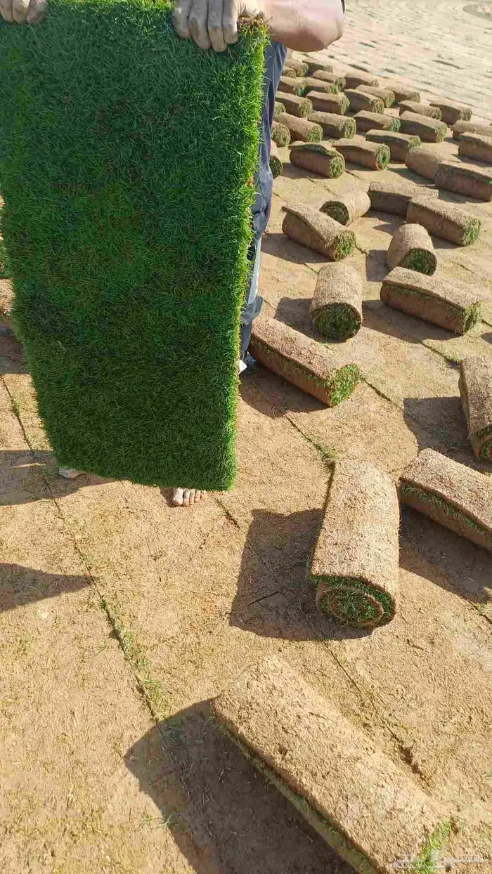 مسطحات خضراء 4