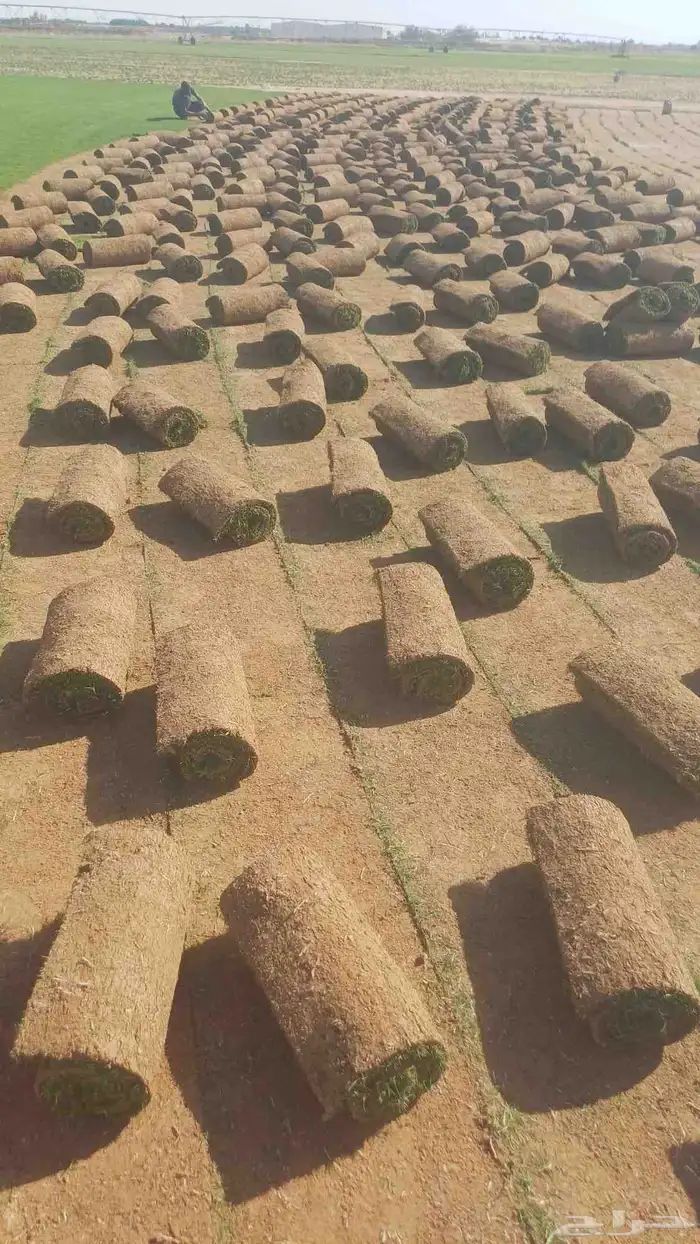 مسطحات خضراء 1