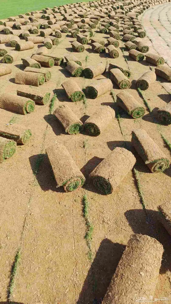 مسطحات خضراء 5