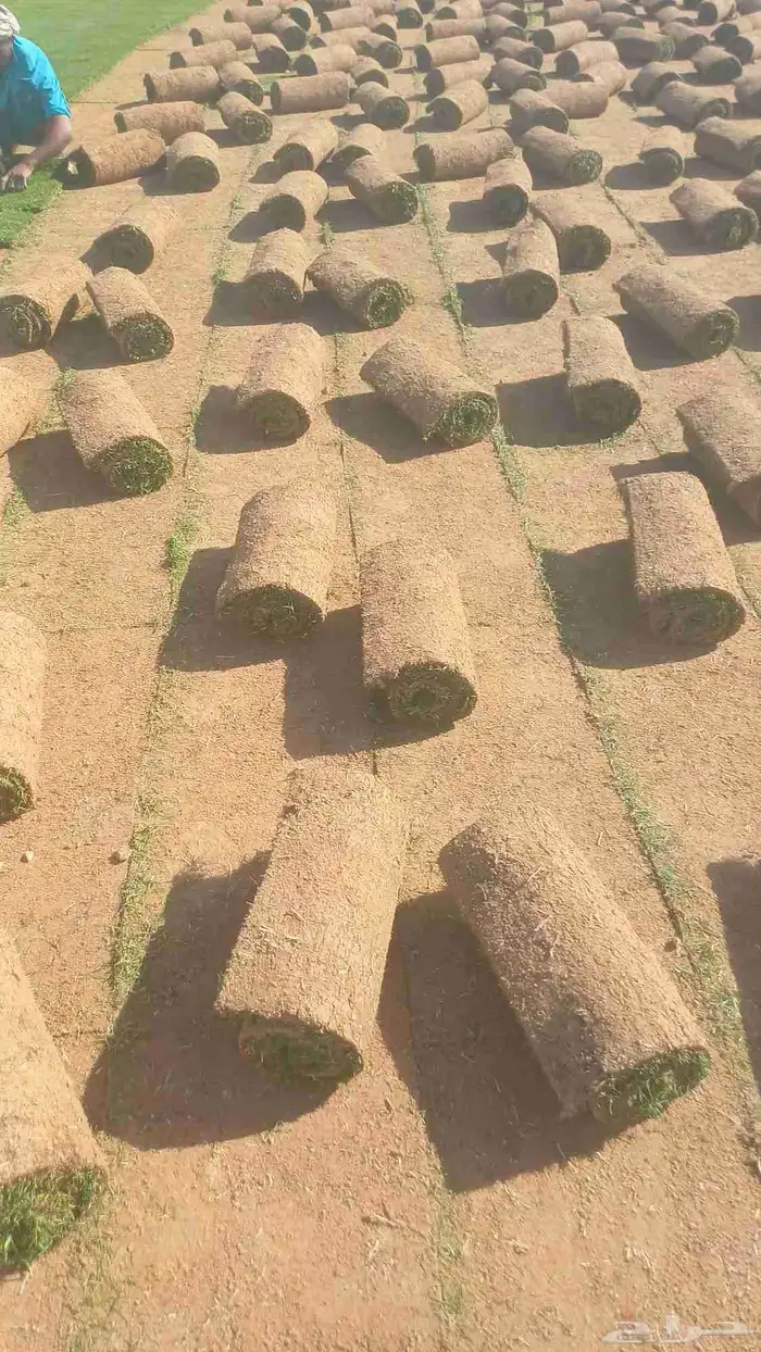 مسطحات خضراء 3