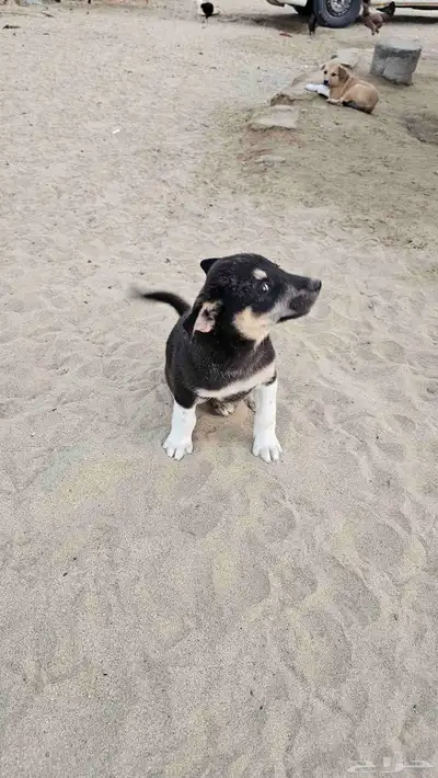 كلاب جعار للتبني index